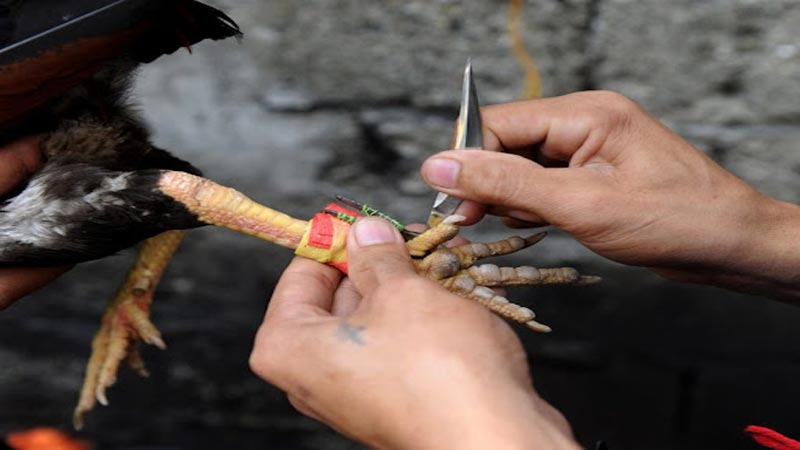 Tổng quan về đá gà cựa dao Philippines